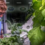 NASA Berhasil Panen Selada Di Stasiun Luar Angkasa Untuk Bekal