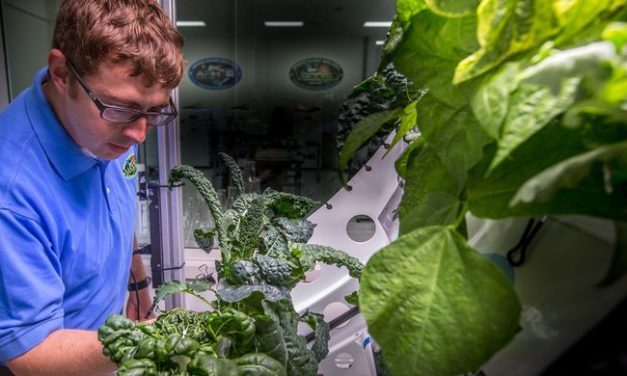 NASA Berhasil Panen Selada Di Stasiun Luar Angkasa Untuk Bekal