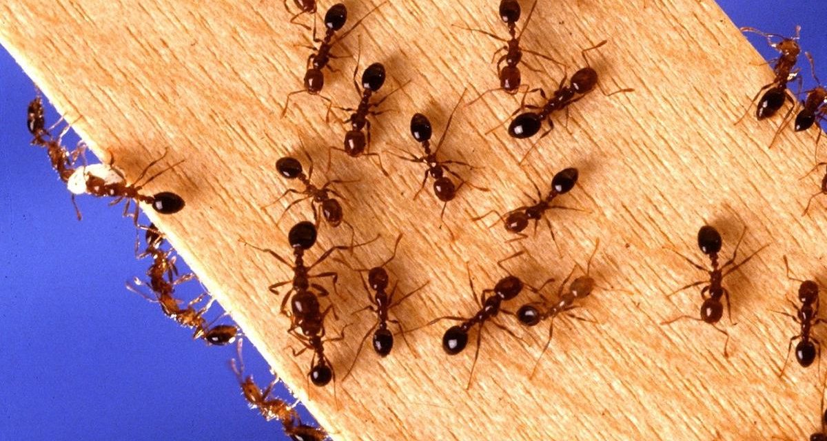 Trik Usir Semut Di Dapur Pakai Kayu Manis Atau Ampas Kopi