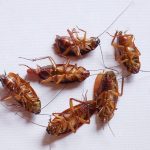 Cara Alami Mengusir Kecoak Dengan Kulit Jeruk Dan Daun Salam