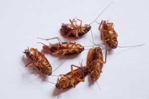 Cara Alami Mengusir Kecoak Dengan Kulit Jeruk Dan Daun Salam