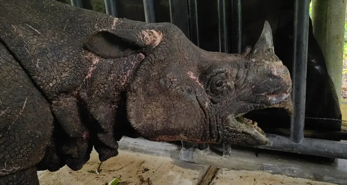 Anak Badak Jawa Baru Terekam Camera Trap Di Ujung Kulon