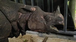 Anak Badak Jawa Baru Terekam Camera Trap Di Ujung Kulon