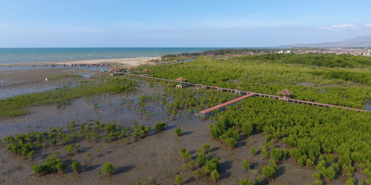 Teknologi Citra Satelit BRIN Kunci Restorasi Mangrove