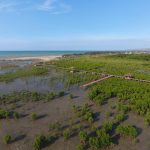 Teknologi Citra Satelit BRIN Kunci Restorasi Mangrove
