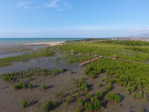Teknologi Citra Satelit BRIN Kunci Restorasi Mangrove